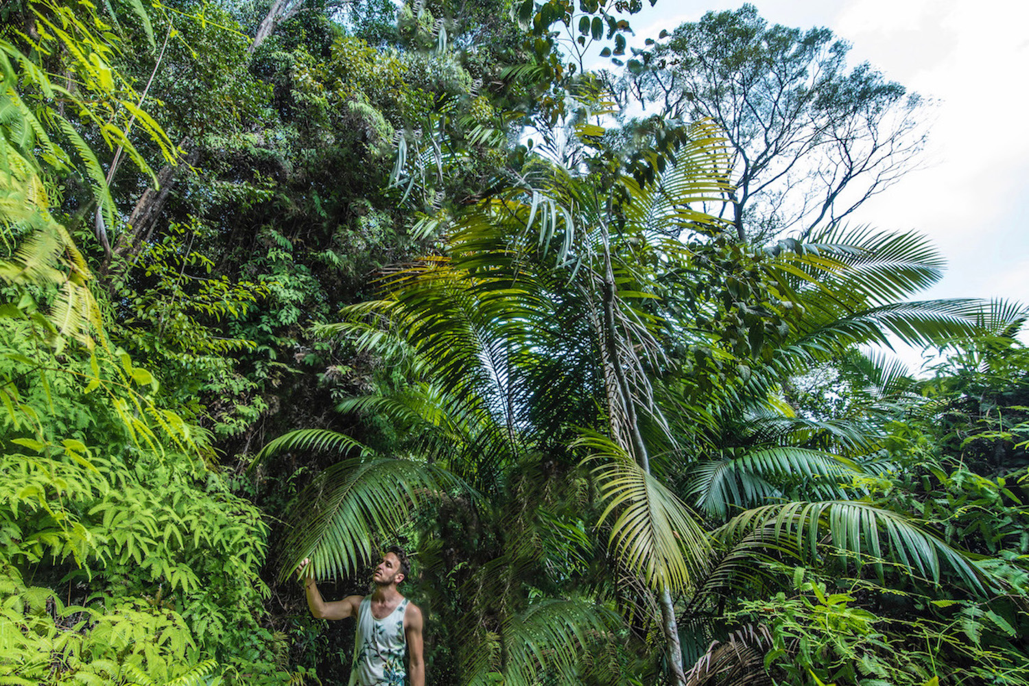 Penang Malaysia junge Jungle in Penang Malaysia